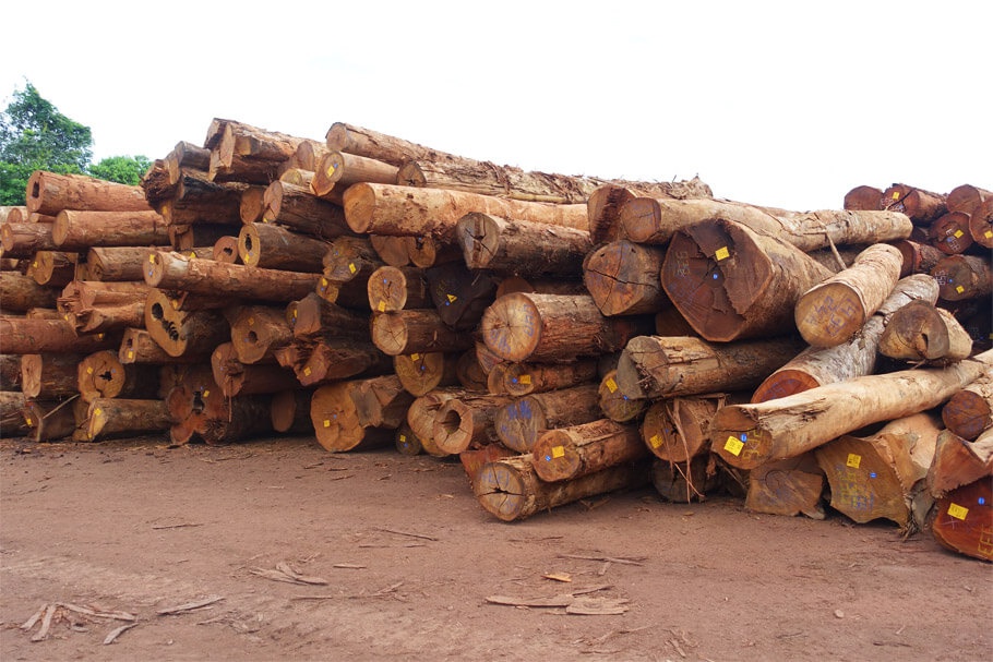 Lagernde Holzstämme