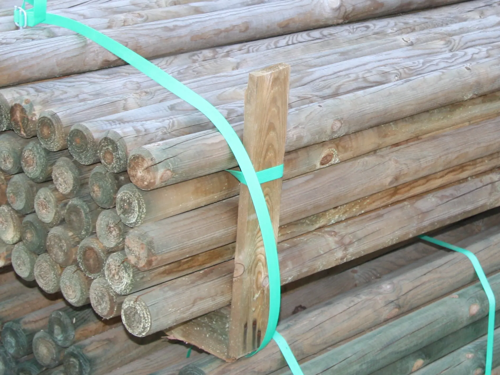 00002542~~03~Kiefer_Fichte(3)