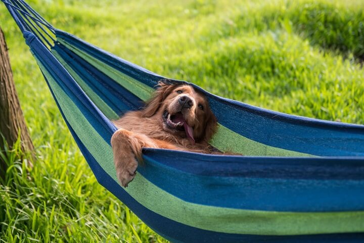 Hund in Hängematte