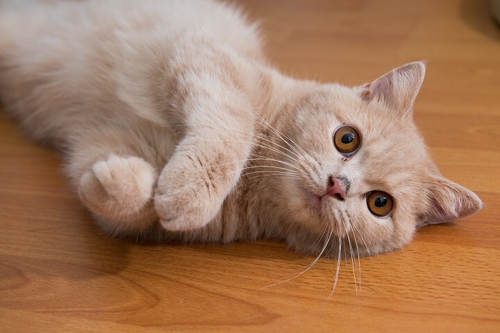 Katze auf Fußboden