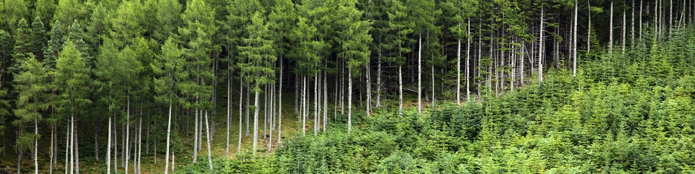 Nachhaltigkeit Holz