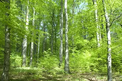 Laubholz
