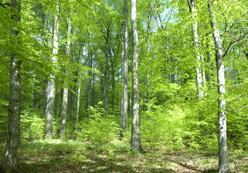 laubholz