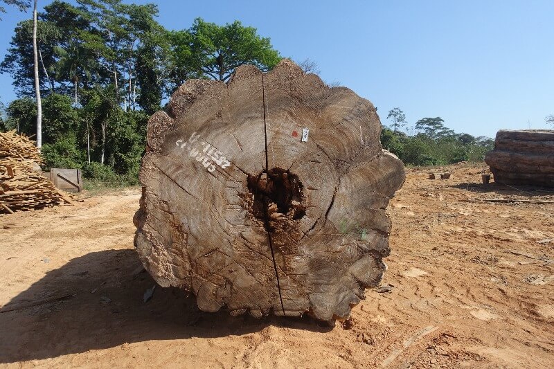 Tropisches Holz