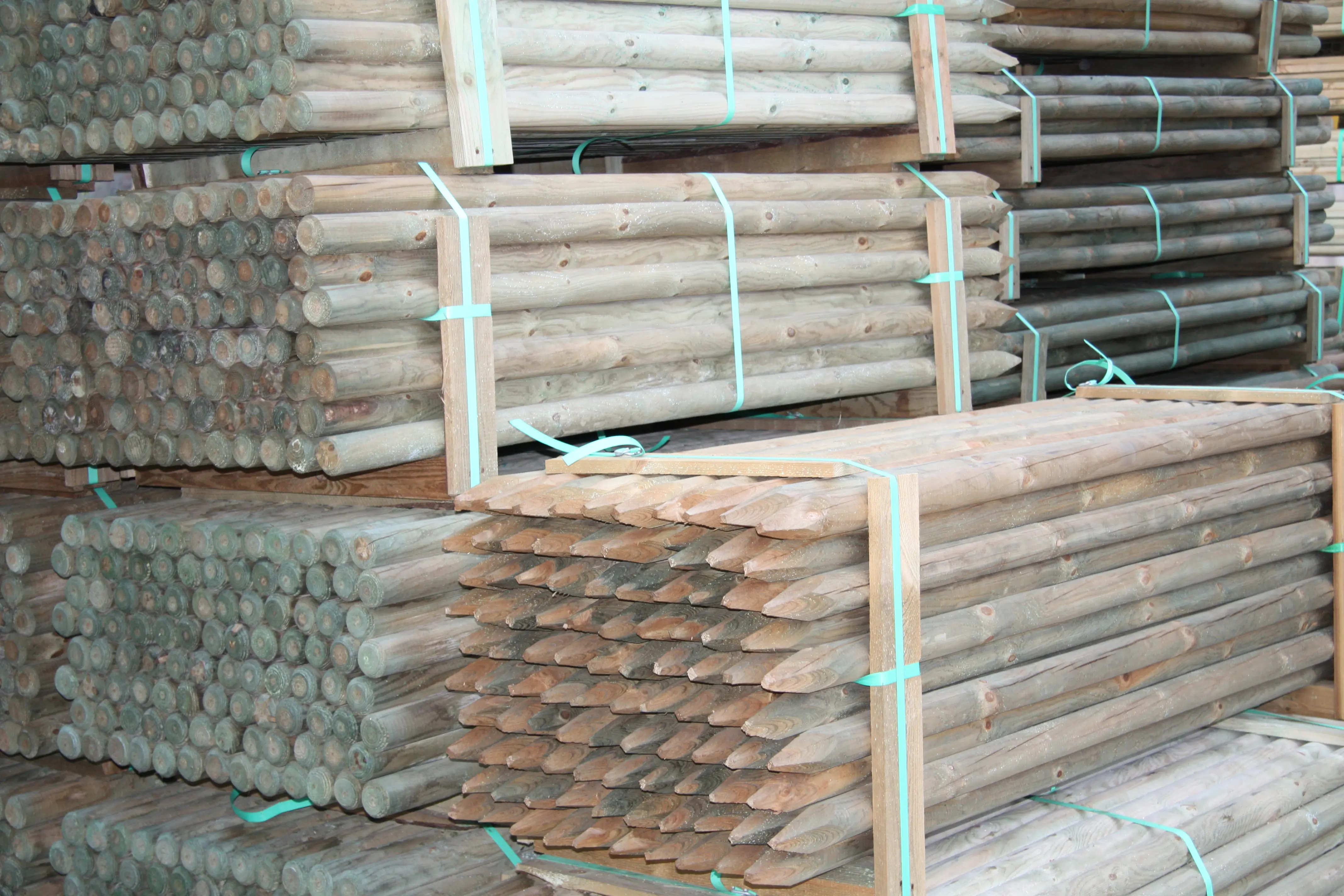 00002544~~01~Kiefer_Fichte(1)