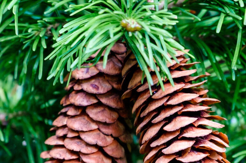 Der älteste Baum der Welt