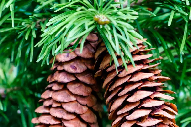 Der älteste Baum der Welt