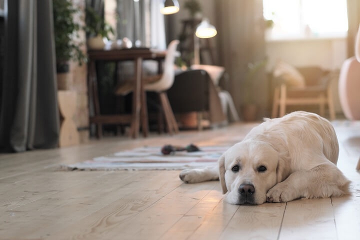 Hund auf Fußboden