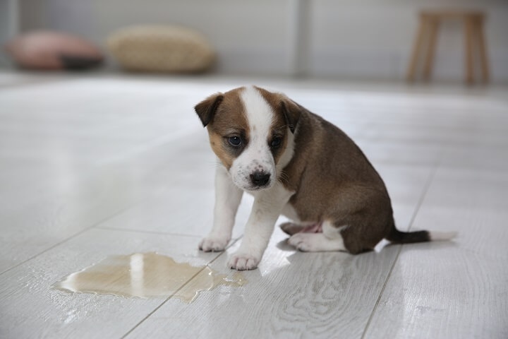 Hund nicht stubenrein