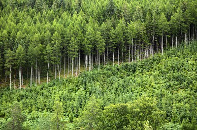 Den Wald vor lauter Bäumen nicht sehen