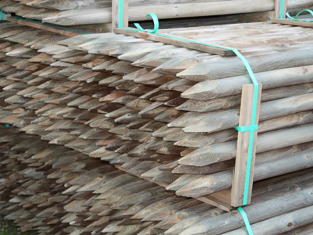 00002546~~03~Kiefer_Fichte(3)