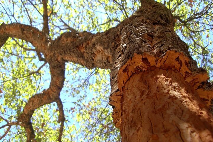 Unnützes Wissen und spannende Fakten über Holz