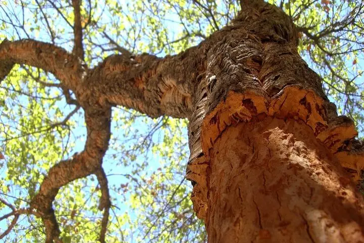 Unnützes Wissen und spannende Fakten über Holz