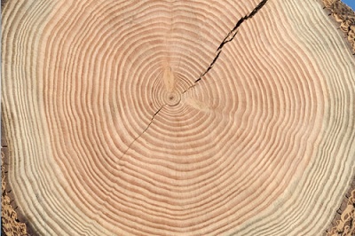Holzstruktur