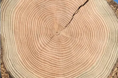 Holzstruktur