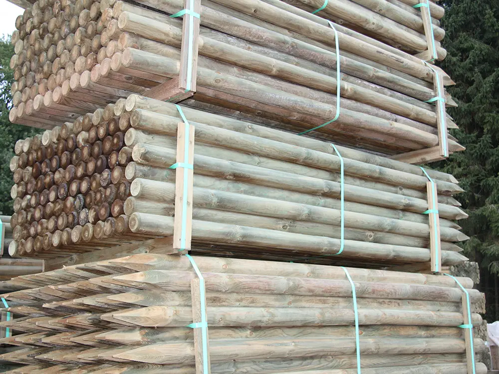 18-204086~~02~Kiefer_Fichte(2)