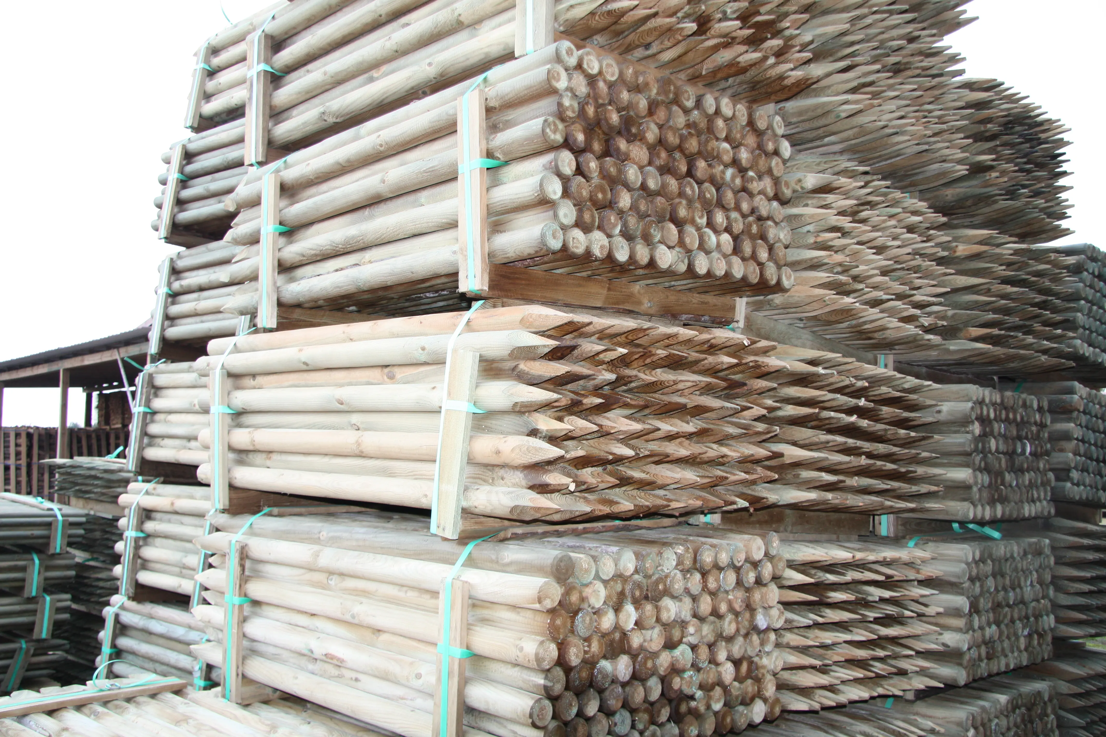 00002544~~03~Kiefer_Fichte(3)