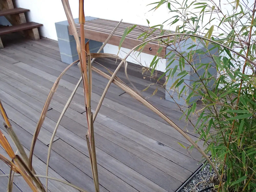 00085113~~13~00085145_GuyanaTeak_BasralocusTerrassendielen25x90