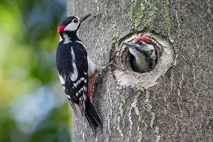Klopft der Specht an jeden Baum & warum überhaupt?