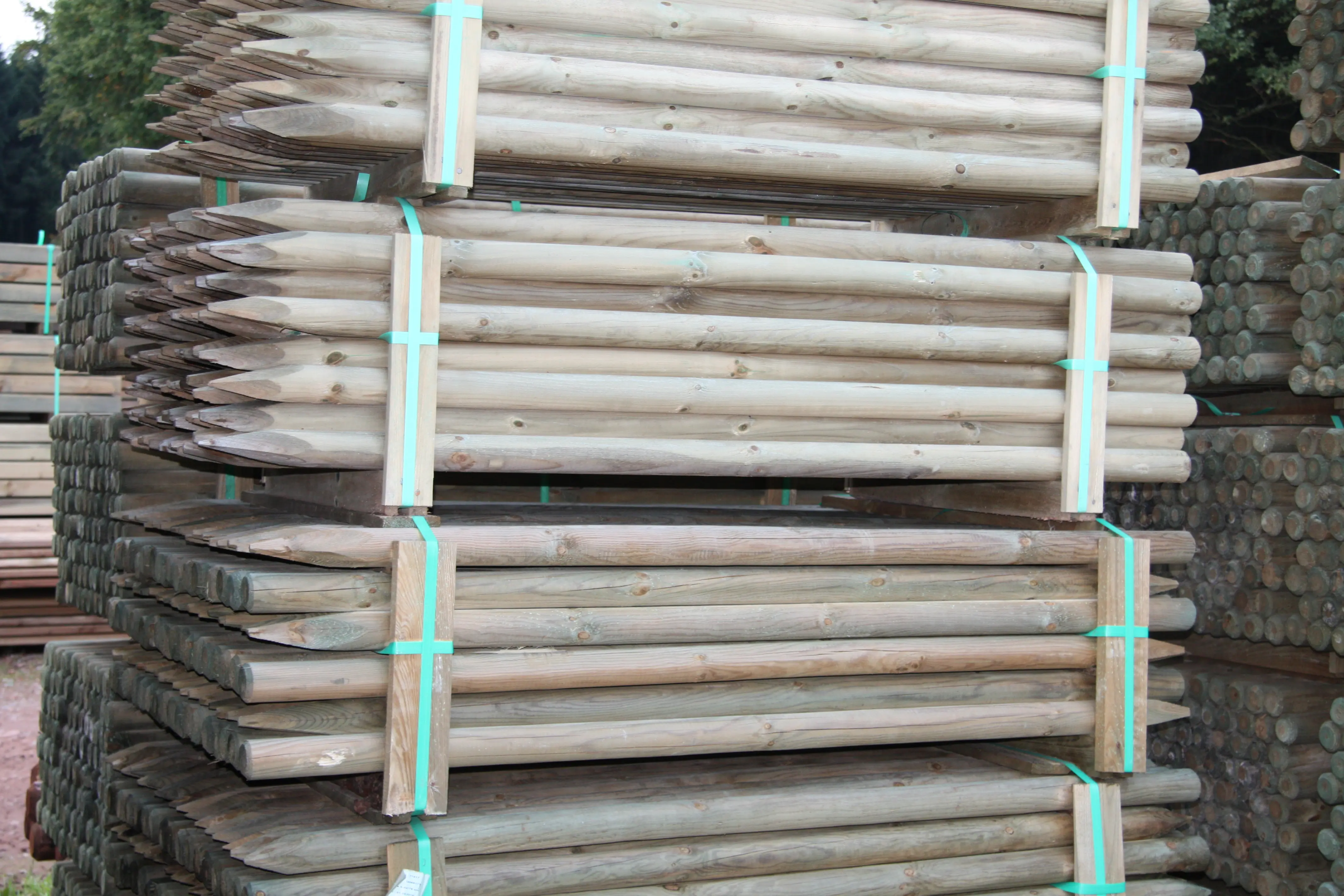 18-205014~~01~Kiefer_Pfaehle_50mm_2000