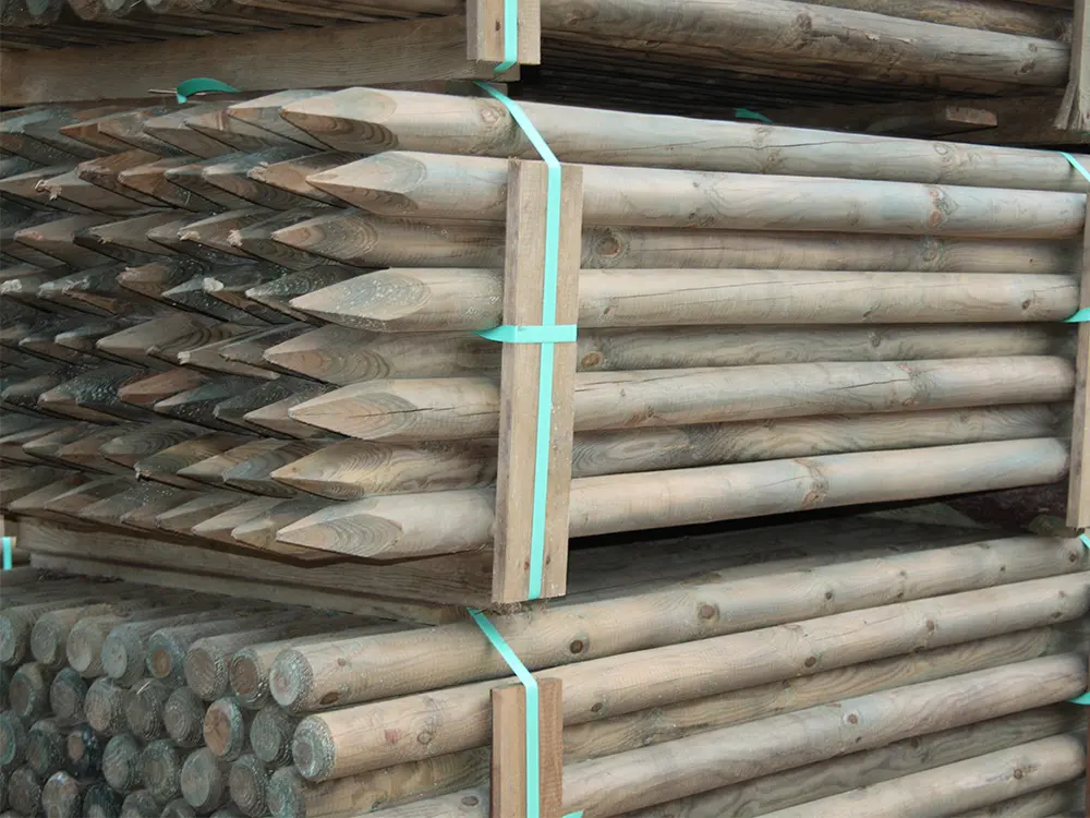 00002546~~01~Kiefer_Fichte(1)