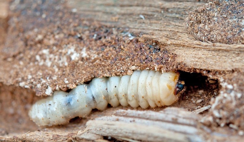 Holzwurm