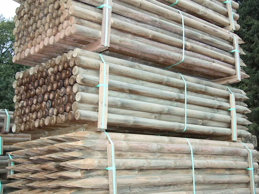 00002546~~02~Kiefer_Fichte(2)