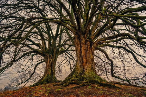 Der größte Baum der Welt