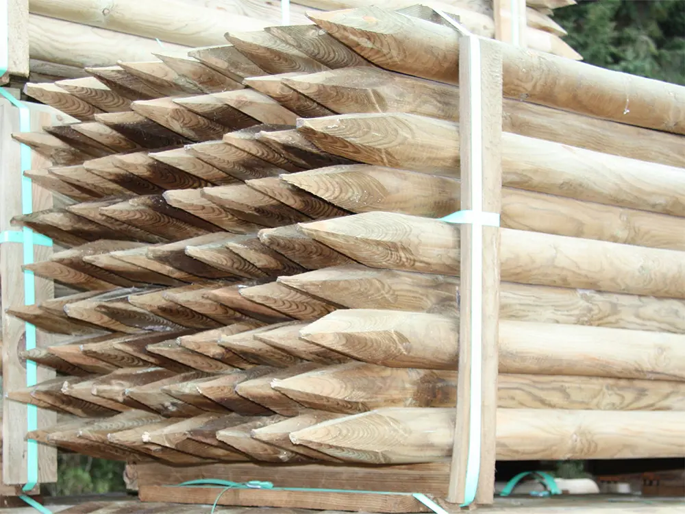 00002549~~01~Kiefer_Fichte(1)