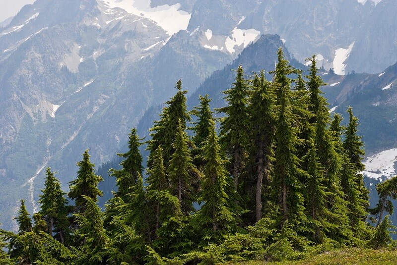 Hemlock Tanne