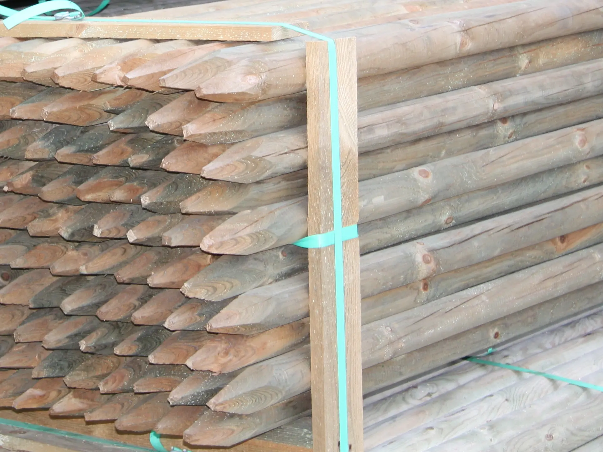 00002537~~04~Kiefer_Fichte_Pfaehle