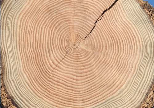 holzstruktur