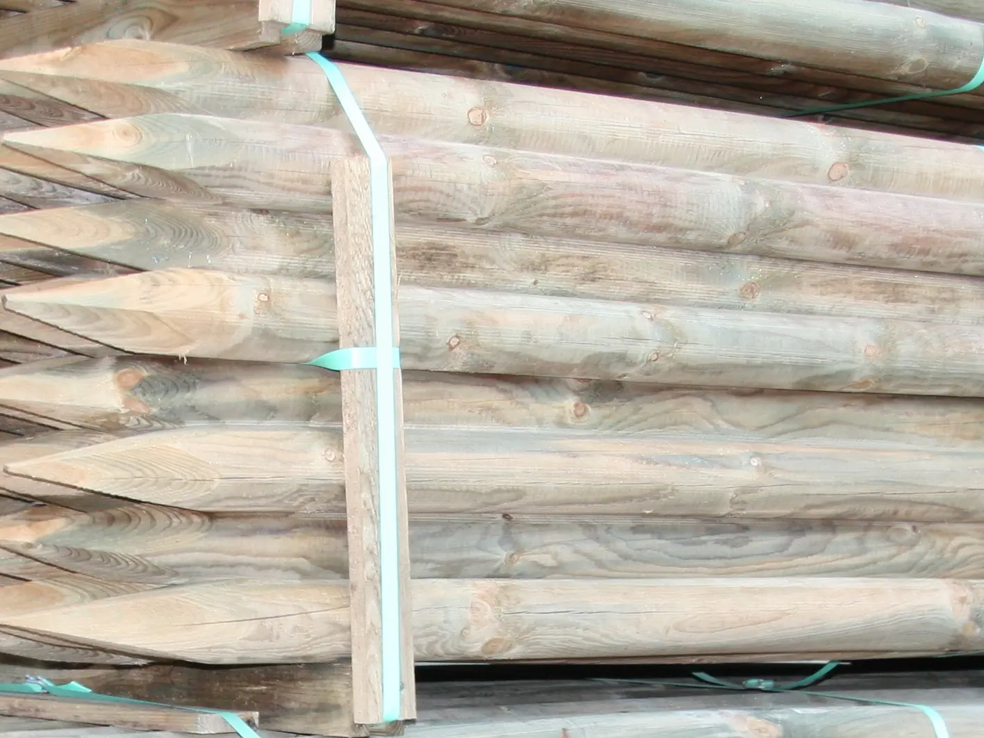 00002537~~03~Kiefer_Fichte_Pfaehle