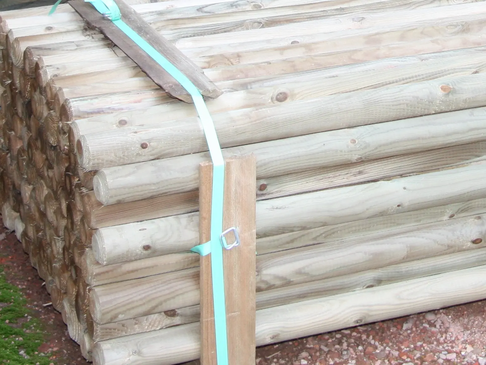 00002543~~03~Kiefe_Fichte(3)