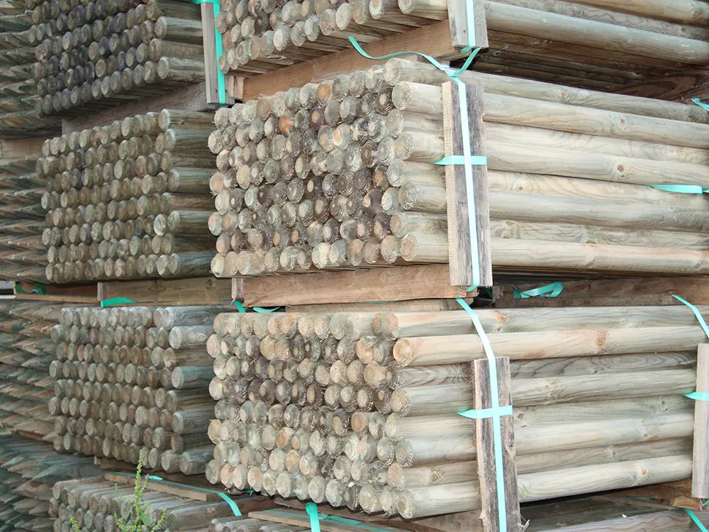 00002549~~02~Kiefer_Fichte(2)