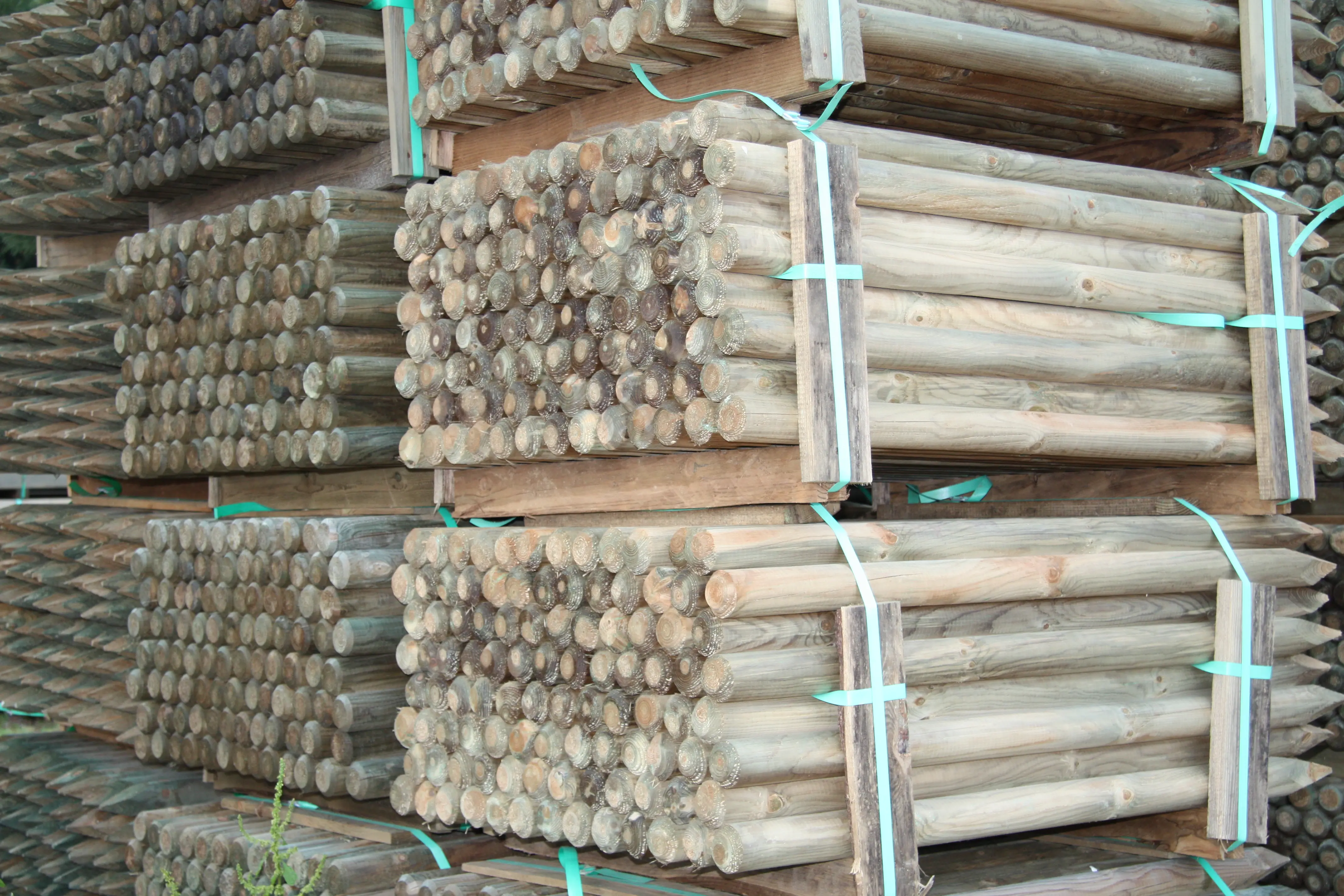 00002537~~01~Kiefer_Fichte_Pfaehle