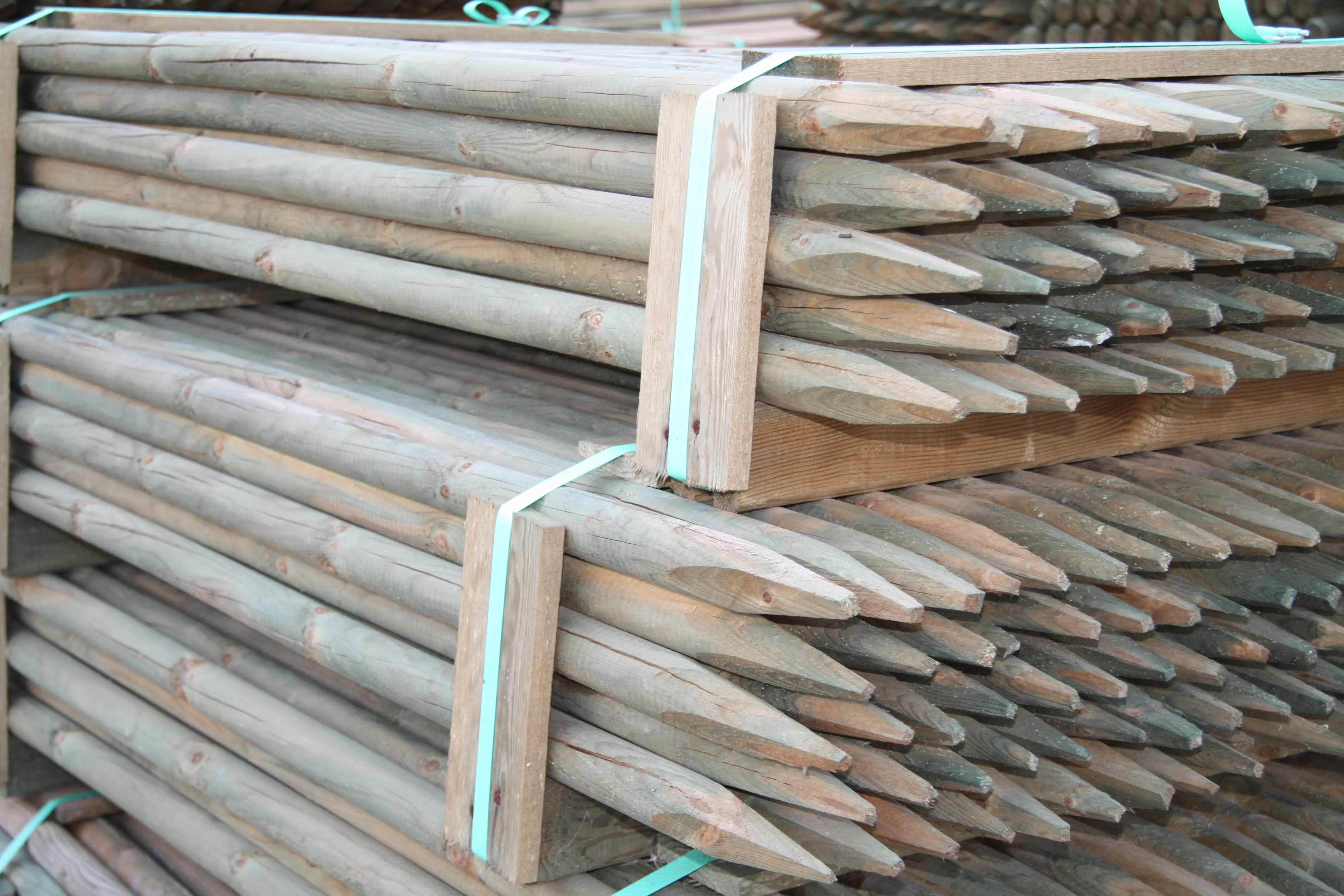 00002530~~04~Kiefer_Fichte_Pfaehle