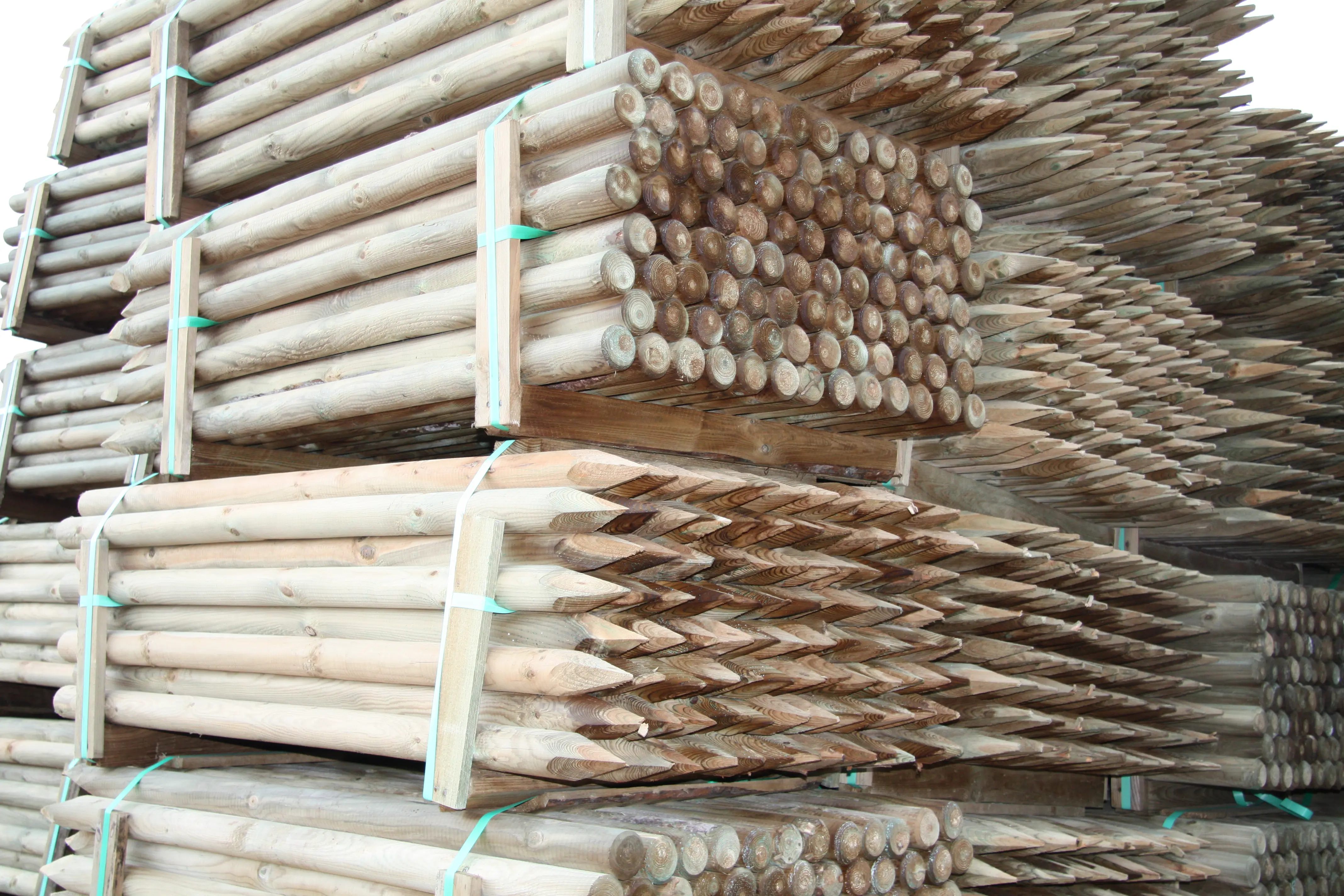 00002544~~04~Kiefer_Fichte(4)