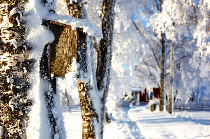 Der Nistkasten als lebensrettendes Winterquartier
