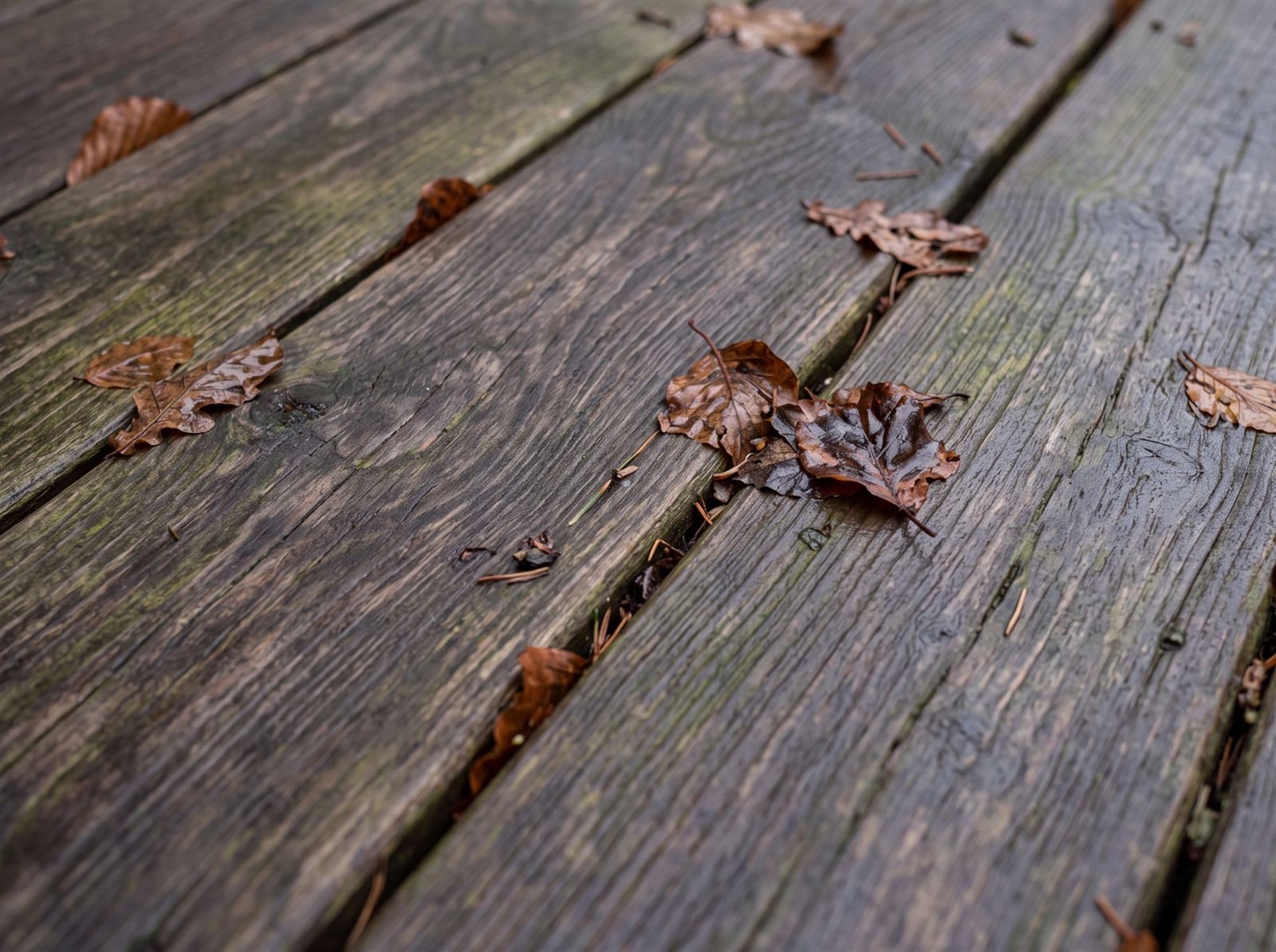 Holzterrasse mit grünlichem Algenbelag und Herbstlaub auf den Dielen im Schatten