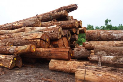 woher-kommt-das-holz-10