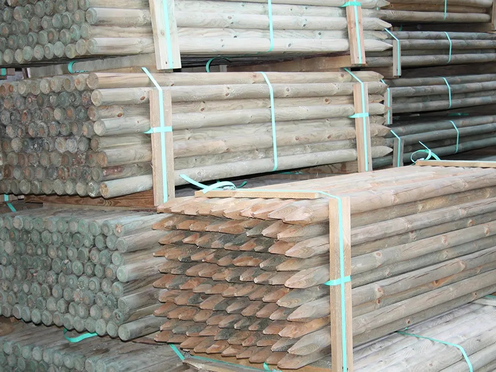 18-204086~~01~Kiefer_Fichte(1)