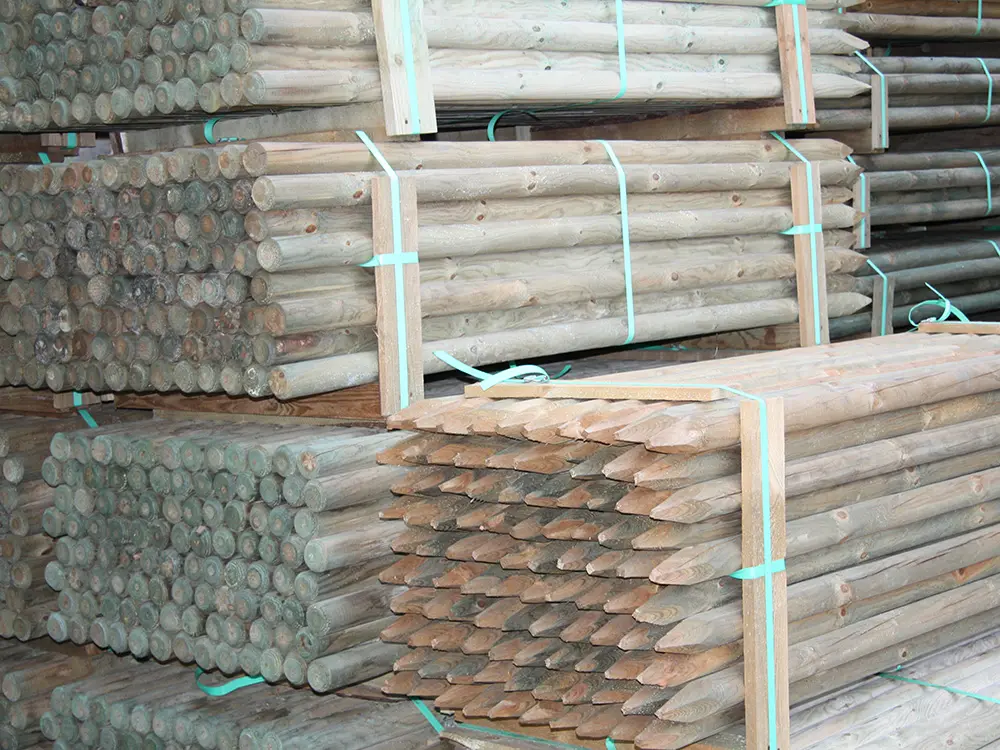 00002546~~05~Kiefer_Fichte(5)