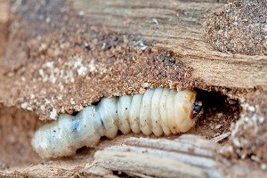 Ist der Holzwurm ein Wurm?