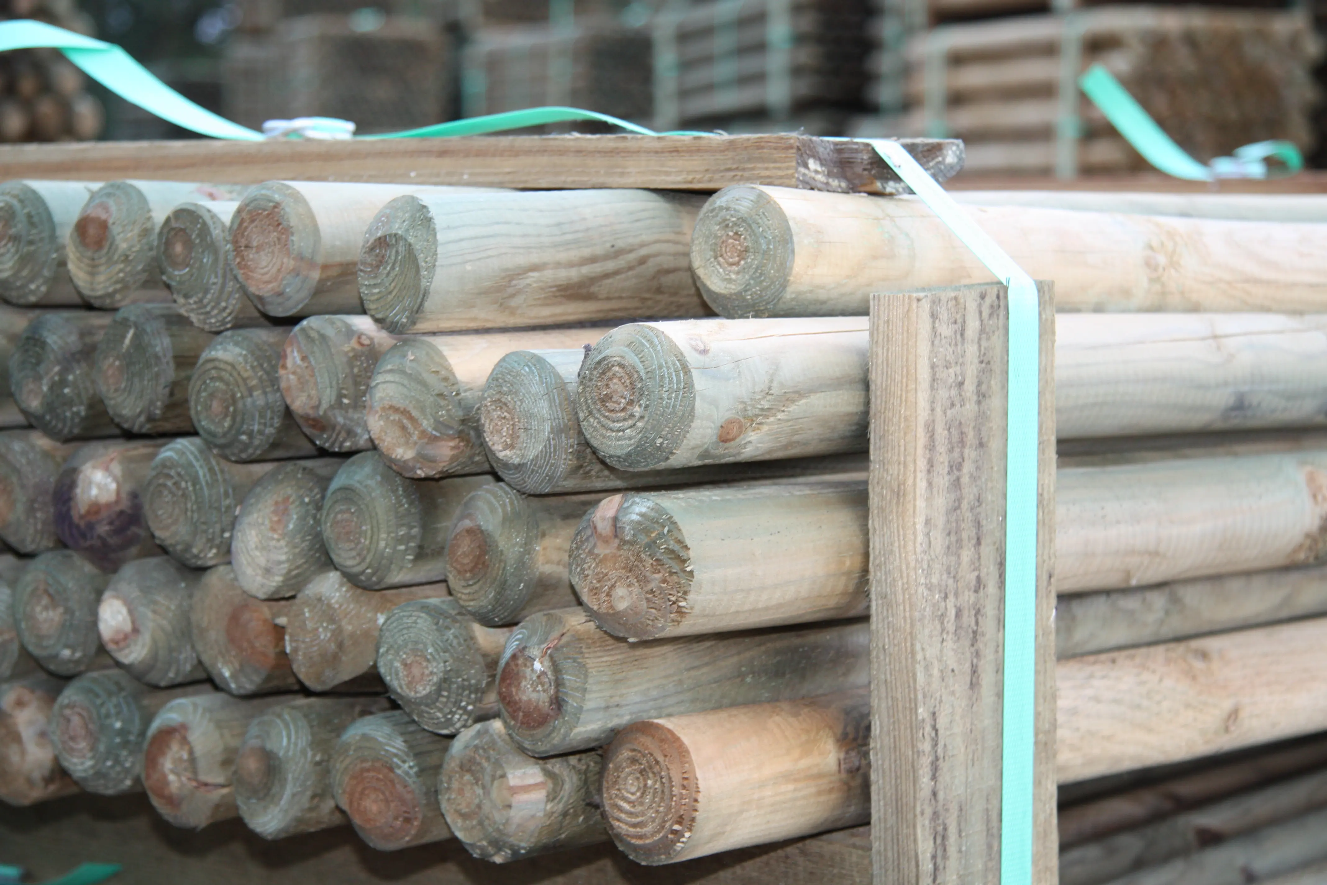 00002530~~02~Kiefer_Fichte_Pfaehle