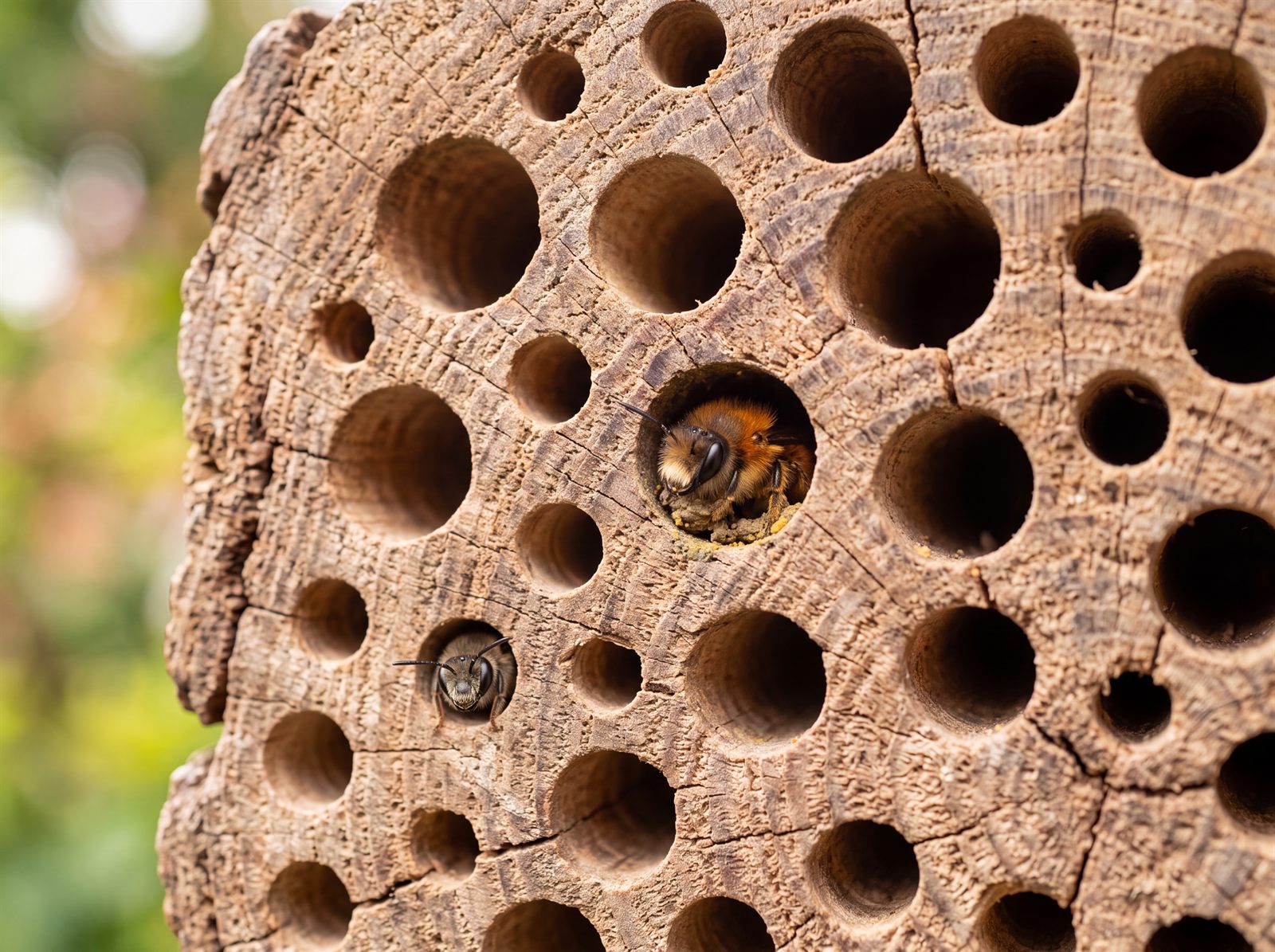 Hartholzblock mit sauber gebohrten Löchern für Wildbienen als Nistmaterial