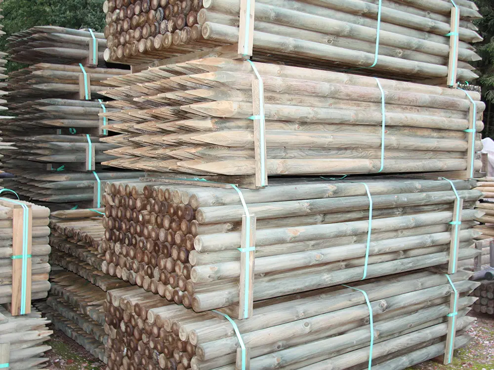 18-204086~~04~Kiefer_Fichte(4)