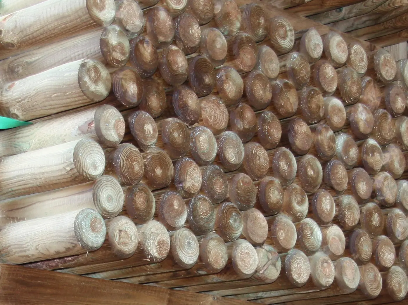 00002537~~05~Kiefer_Fichte_Pfaehle